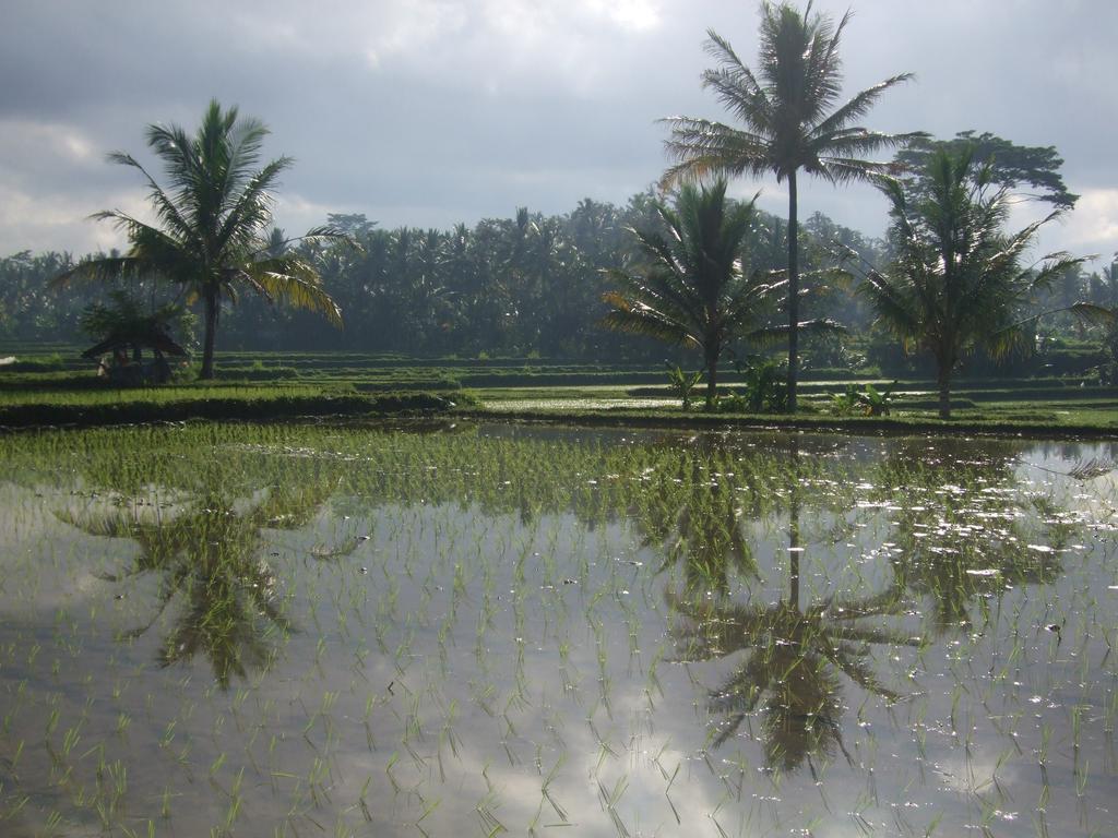 Puri Lotus Ubud Exterior foto